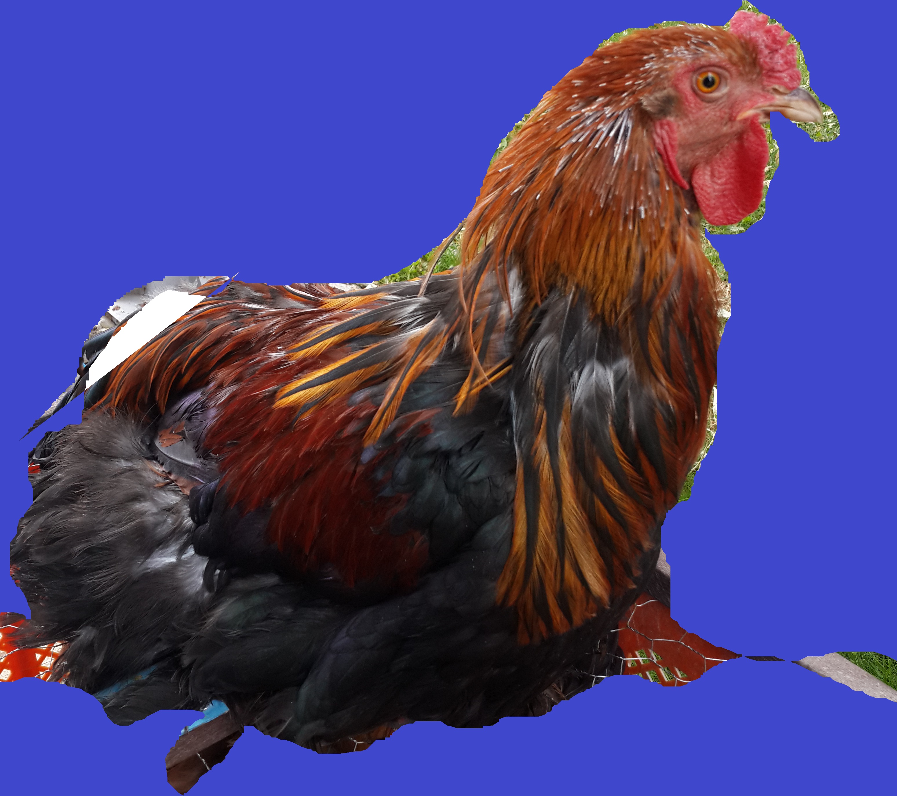 Bitpazarı Eskişehir 2014 “Köy Tavuğu”